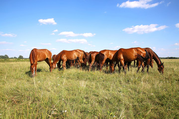 Fototapeta na wymiar Panoramic view of herd of horses when grazing on meadow