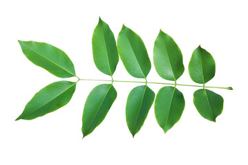 Green leaves isolated on white background.