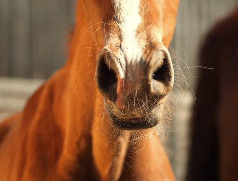nose of foal. close up