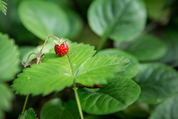 strawberries nature forest