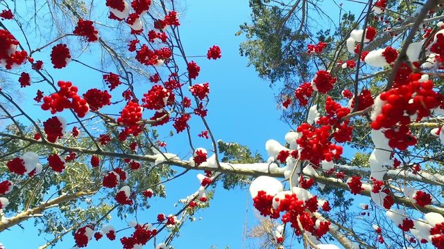 Rowanberry  in winter. Looking up through the rowan-tree branches and red  berries clusters with snow caps at the blue sky.