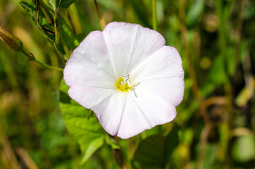 flowers on field