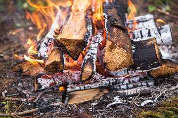 bonfire, halt forest