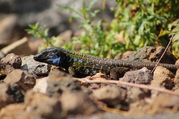 Lagarto, Gallotia Galloti, Teide, Islas Canarias