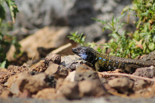 Lagarto, Gallotia Galloti, Teide, Islas Canarias