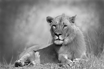 Lion in black and white staring at the camera