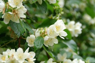 Jasmin