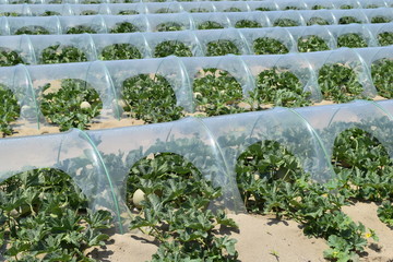 メロン栽培 ／ 山形県の庄内砂丘で、メロン栽培風景を撮影した写真です。