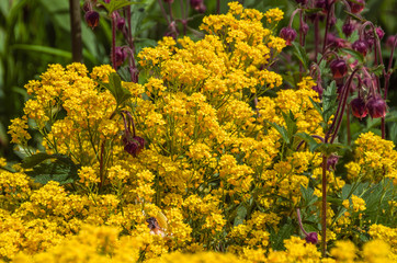 Raps im Garten