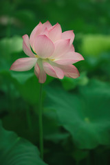 Obraz premium Lotus bloomming at green leaves background