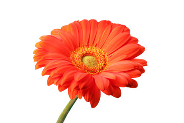 red gerbera flower close up background