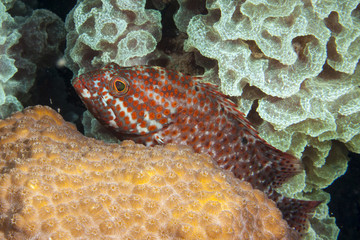 Unterwasser - Riff - Koralle - Fisch -Schwamm - Tauchen - Curacao - Karibik