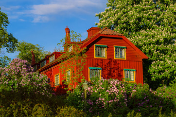 Fototapeta na wymiar Traditional swedish red wooden house with blue sky and blossoming trees at spring, holiday vacation natural background