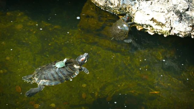 FullHD video - Baby turtle sits motionless on its mother's shell as she floats on the surface of a pond.