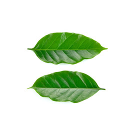  Coffee leaf on white background
