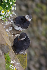 Papageientaucher in der Draufsicht
