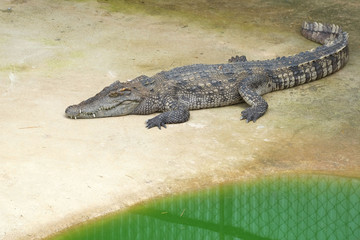 crocodile
