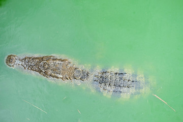 crocodile in the water