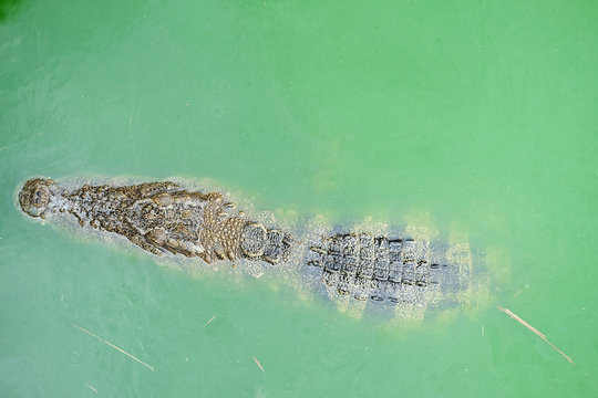 Crocodile In The Water