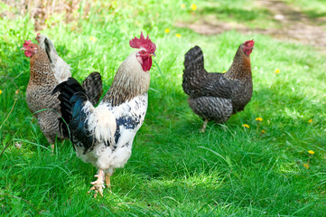 Hens and rooster