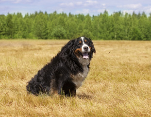 Purebred Bernese Mountain Dog outdoors