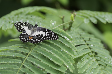 butterfly with white stripes on the leaves .