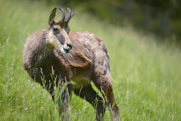 Chamois (Rupicapra rupicapra) in the grass in the mountains from around chamonix-Mont-blanc in France