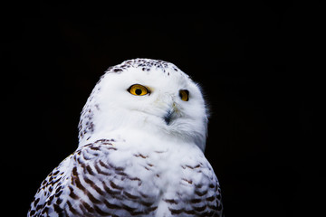 Closeup portrait snowy owl