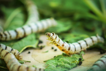 Silk Cocoons with Silk Worm on Green Mulberry Leaf