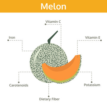 Melon Nutrient Of Facts And Health Benefits, Info Graphic Fruit