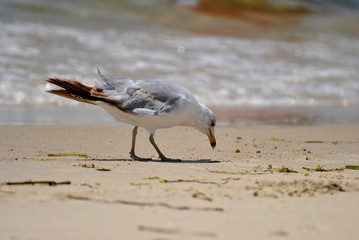 Seagull Bird Standing on a Beach on a Sunny Day