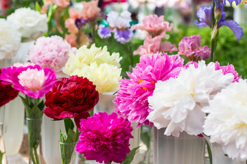 Beautiful Peony Flower