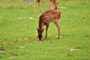 Baby Fawn Feeding on Grass with Mother in the Background