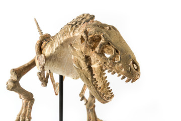 Tyrannosaurus Rex skeleton