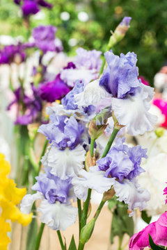 Beautiful Iris flowers