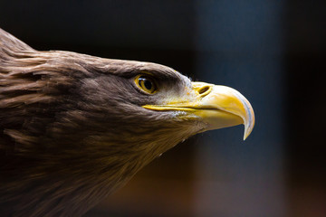 Closeup American Bald Eagle