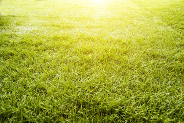 Obraz na płótnie Canvas Artificial grass