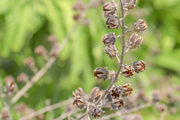 Largerstroemia fruits on the tree