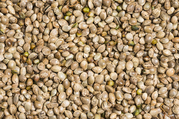 hemp - cannabis seeds