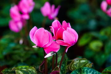 Fototapeta na wymiar Pink gorgeous cyclamen flower
