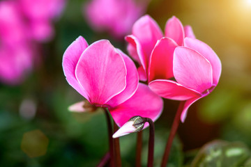 Pink gorgeous cyclamen flower