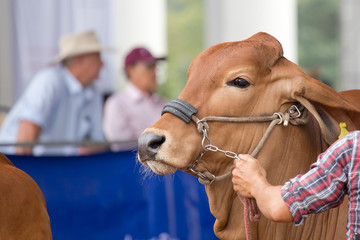 Beef cattle judging contest, Close up American Brahman brown