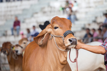 Beef cattle judging contest, Close up American Brahman brown