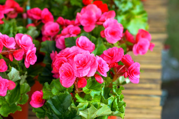 begonia flower.