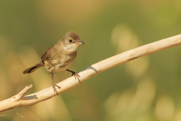 Hembra de Curruca cabecinegra