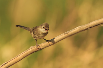 Hembra de Curruca cabecinegra