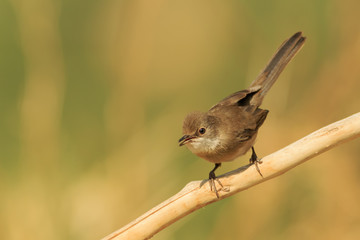 Hembra de Curruca cabecinegra