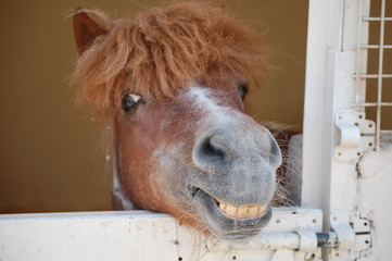 Fototapeta premium Happy Pony
