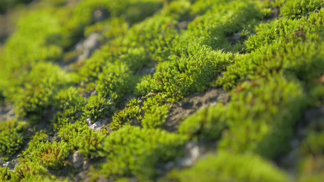 Green moss shallow DOF on daylight 4K 2160p UHD footage - Bryophyta moss by the day slow panning 4K 3840X2160 UHD video 