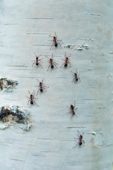 Ants climb  on the trunk of a birch.